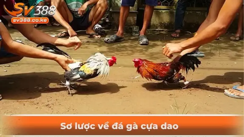 Sơ lược về đá gà cựa dao