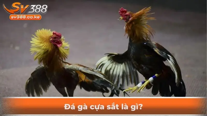 Đá gà cựa sắt là gì?