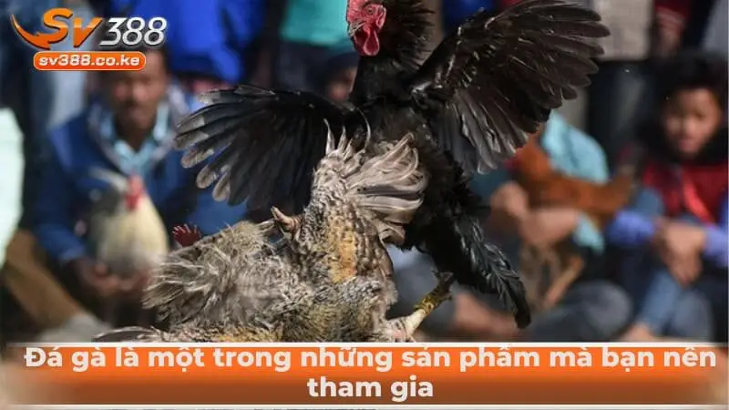 Đá gà là một trong những sản phẩm mà bạn nên tham gia