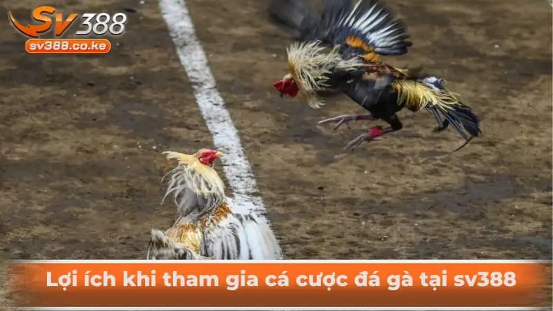 Lợi ích khi tham gia cá cược đá gà tại sv388