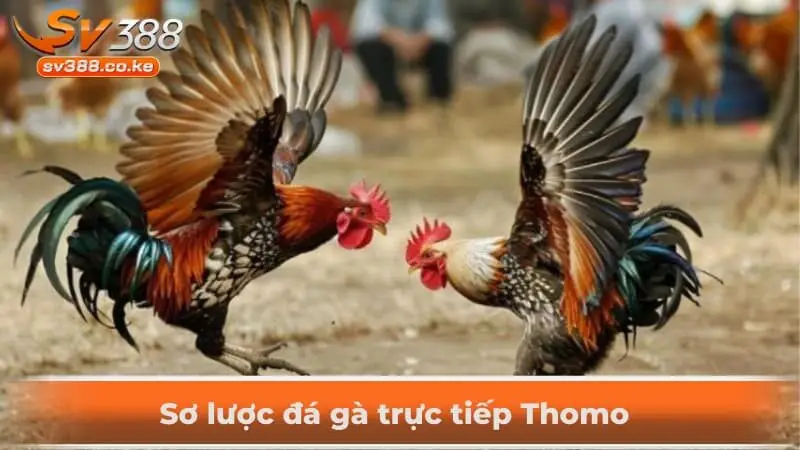 Sơ lược đá gà trực tiếp Thomo  